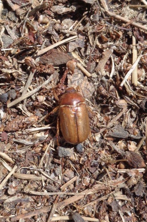 Rhizotrogus sassariensis, Melolonthidae